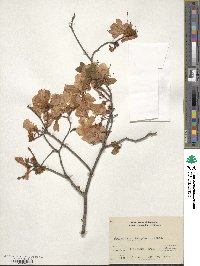 Rhododendron kaempferi image