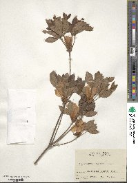 Rhododendron kaempferi image