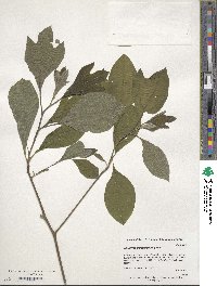 Sassafras albidum image