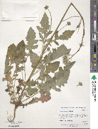 Youngia japonica image