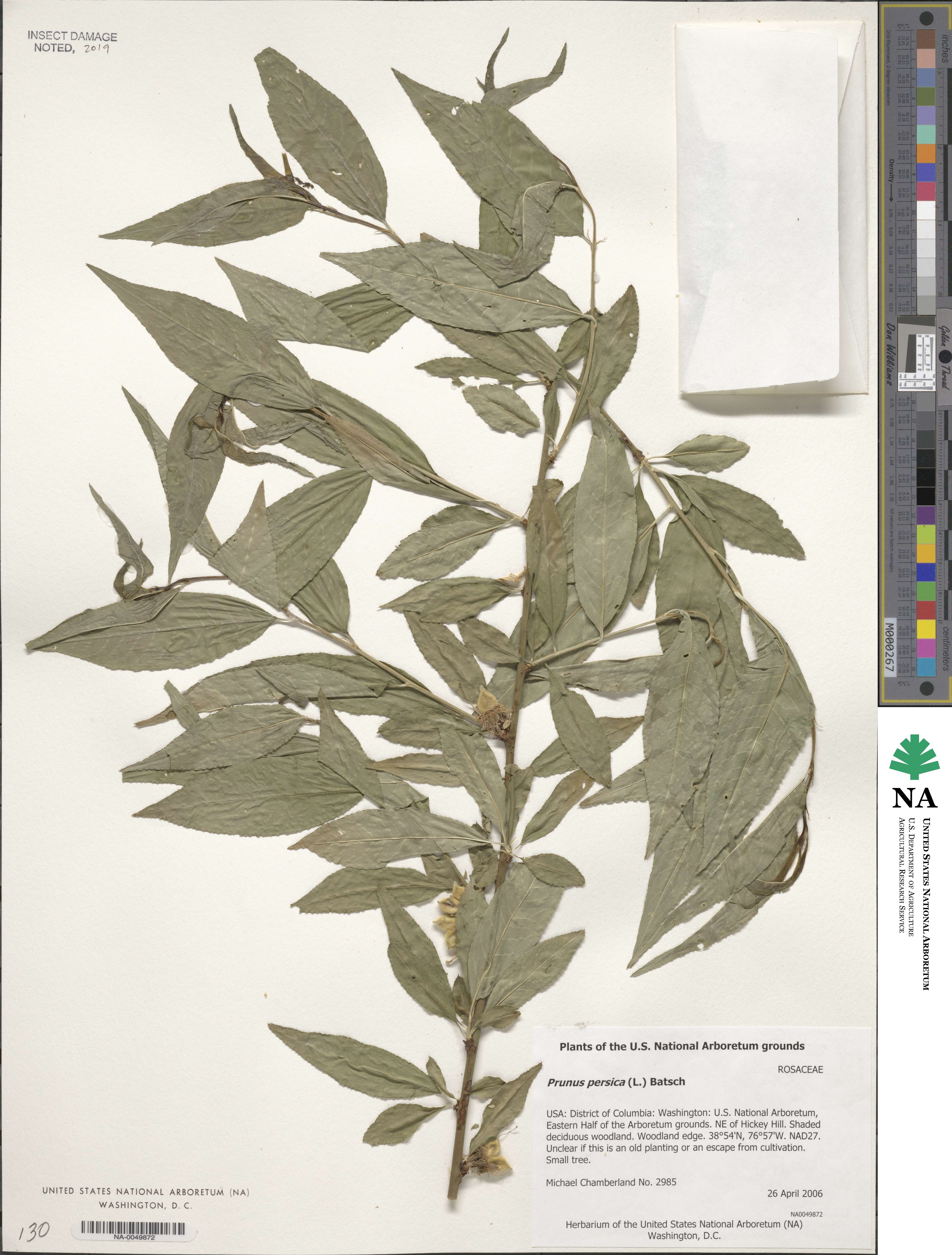 Prunus persica image