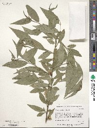 Prunus persica image