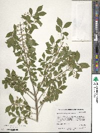 Euonymus alatus image