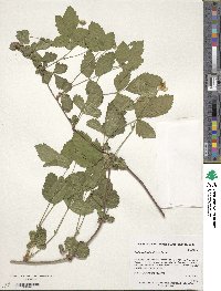 Rubus allegheniensis image