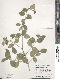 Euonymus fortunei image