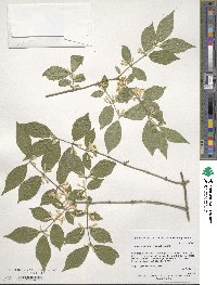 Lonicera maackii image