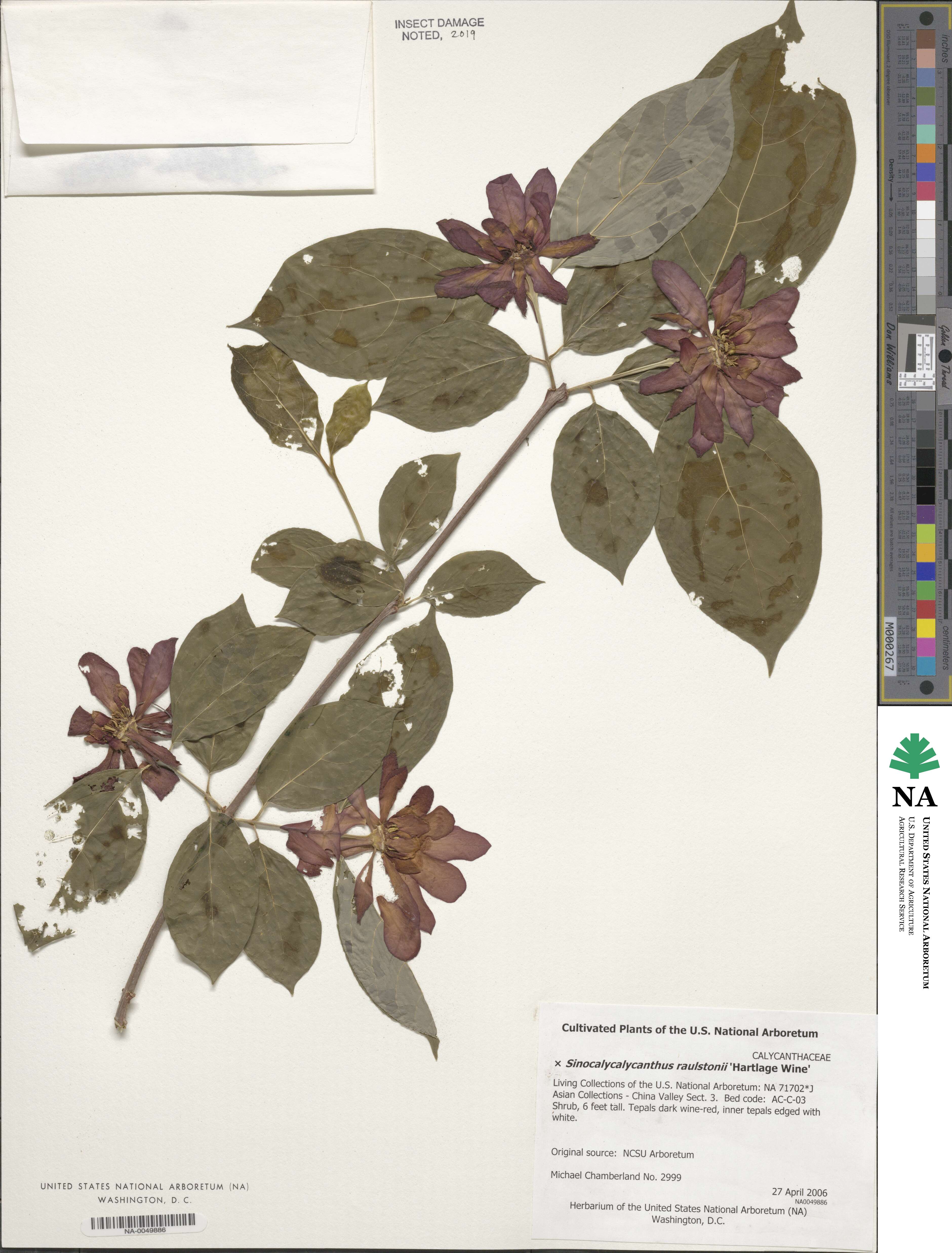 Calycanthus ×raulstonii image