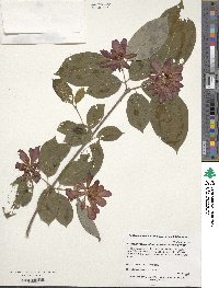 Calycanthus ×raulstonii image