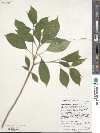 Helwingia japonica image