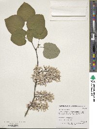 Cercis racemosa image