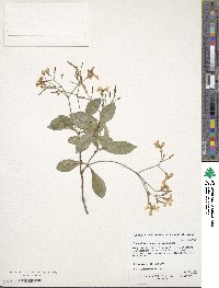 Trachelospermum asiaticum image