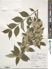 Dipelta floribunda image