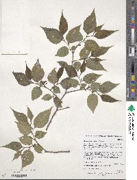 Aphananthe aspera image