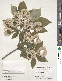 Cornus florida image