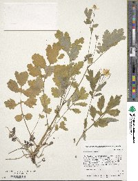 Chelidonium majus image