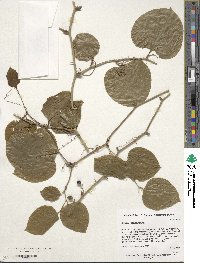 Smilax rotundifolia image