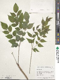 Aralia spinosa image