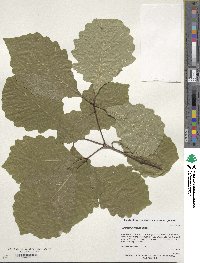 Quercus montana image