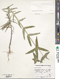 Euphorbia lathyris image