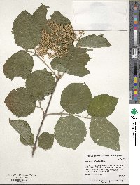 Viburnum dilatatum image