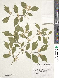 Lonicera maackii image