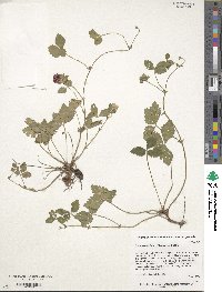 Potentilla indica image