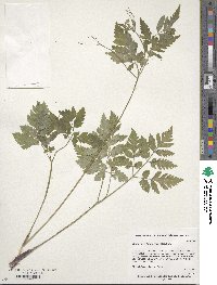 Osmorhiza longistylis image