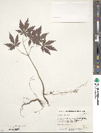 Acer palmatum image