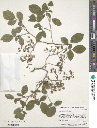 Vaccinium stamineum image