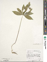 Medeola virginiana image