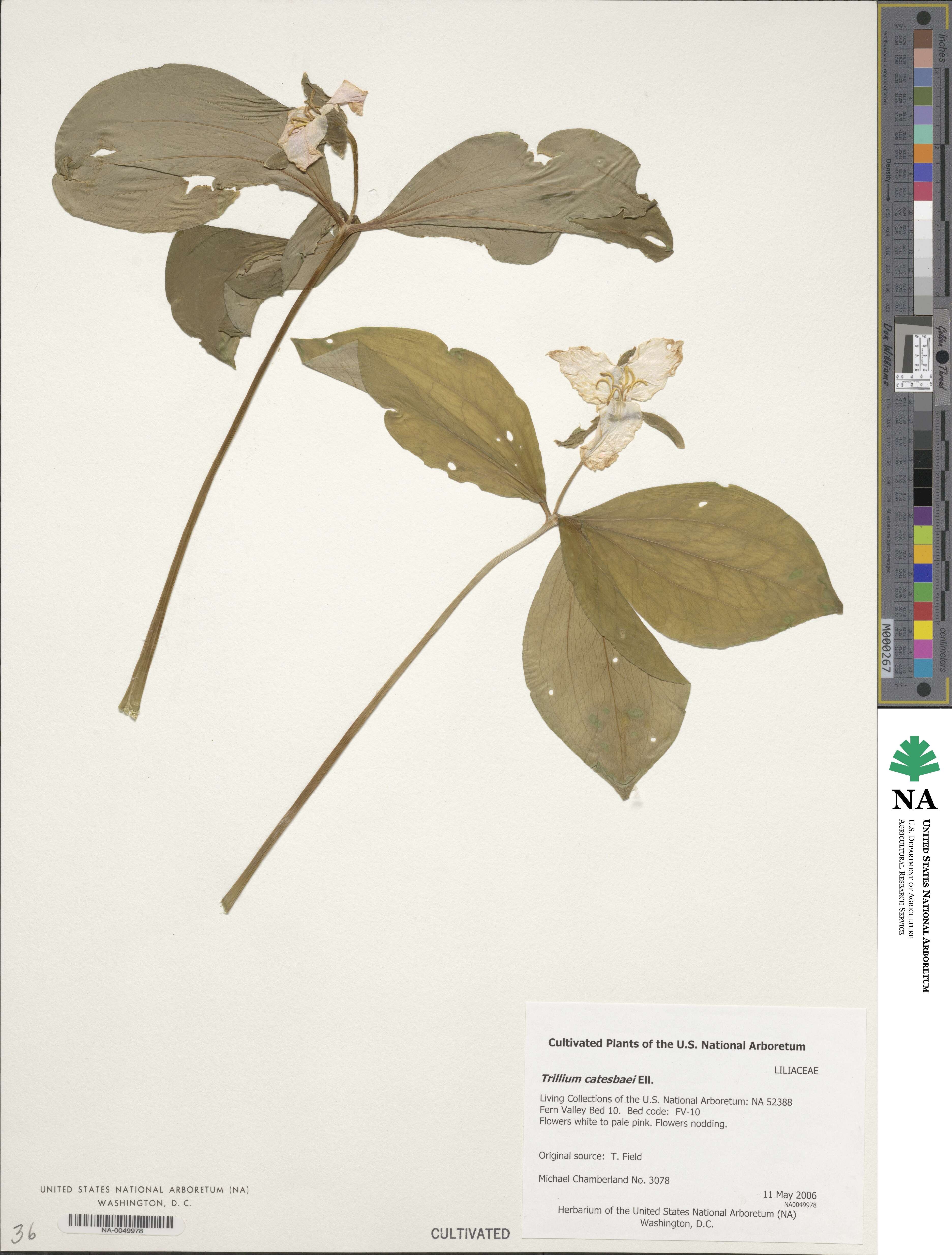 Trillium catesbaei image