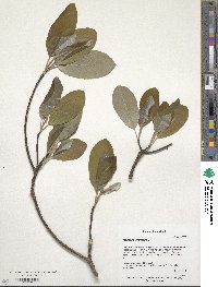 Magnolia virginiana image