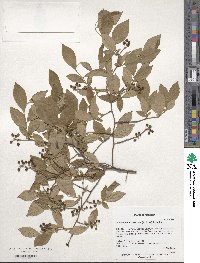 Vaccinium corymbosum image