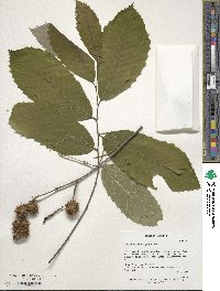 Castanea pumila image