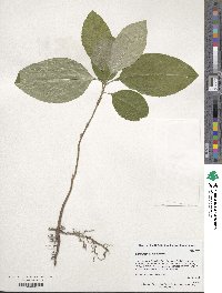 Chionanthus retusus image