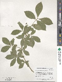 Euonymus alatus image