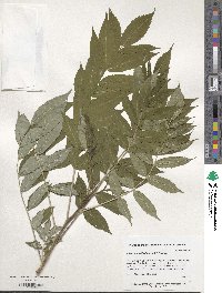 Ailanthus altissima image