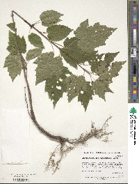 Acer tataricum subsp. ginnala image