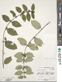 Lonicera japonica image