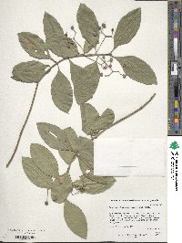 Euonymus fortunei image