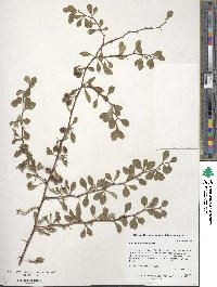 Berberis thunbergii image