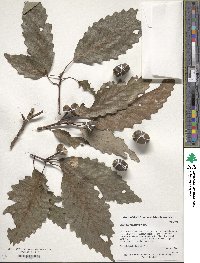 Quercus montana image