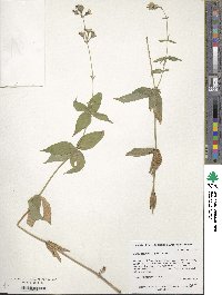 Silene stellata image