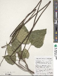 Catalpa bungei image