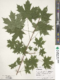 Acer platanoides image