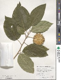 Camptotheca acuminata image