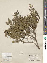 Eurya japonica var. yakushimensis image