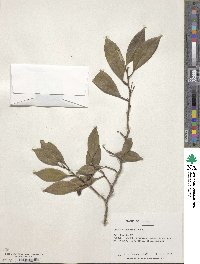 Cleyera japonica image