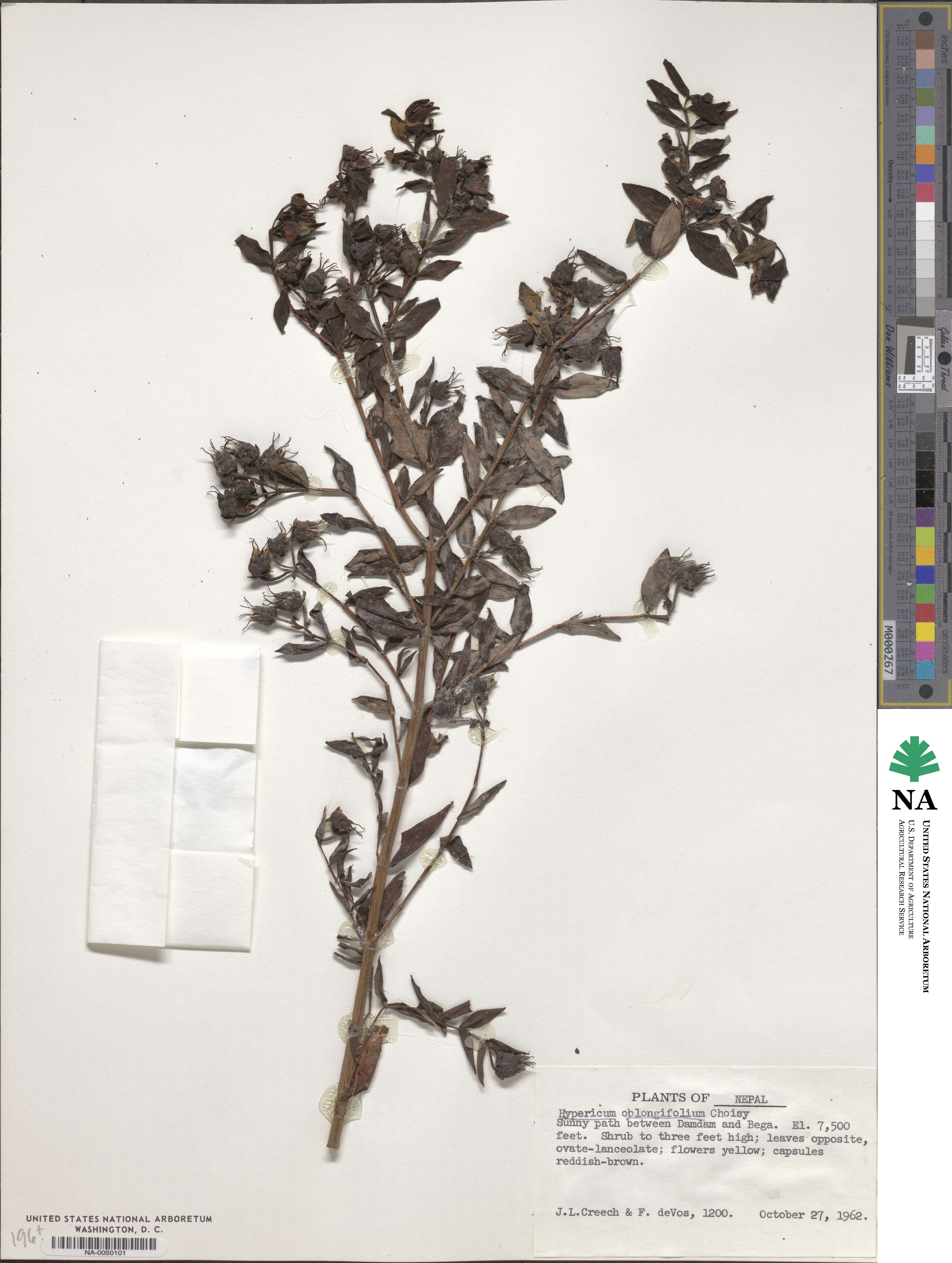 Hypericum oblongifolium image
