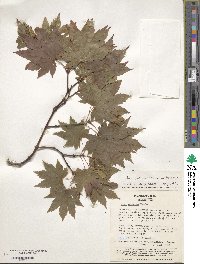 Acer japonicum image